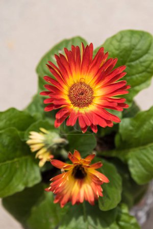 Téléchargez les photos : Gerbera brillant, plante d'intérieur bicolore et plante en pot - en image libre de droit