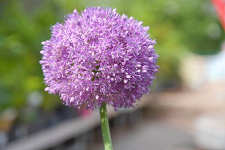 Téléchargez les photos : Plante ornementale sphérique - oignon ornemental à floraison pourpre riche, gros plan - en image libre de droit