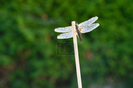 Téléchargez les photos : Libellule quatre taches - ailes de la libellule éclairées par le soleil - en image libre de droit