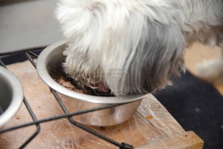 Foto de Comida húmeda al alimentar perros - comida para perros enlatada - Imagen libre de derechos