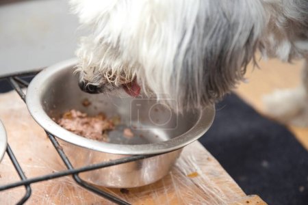 Foto de Perro blanco come su comida para perros - comida húmeda para Havanese - Imagen libre de derechos