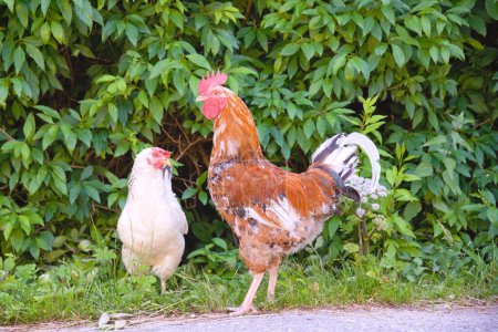 Photo for Free Range Rooster and White Chicken - Animal Welfare - Royalty Free Image