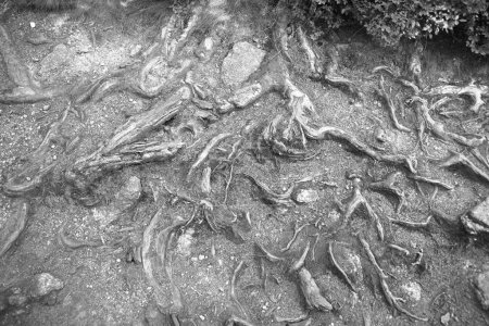 Foto de Raíces y redes de raíces como fondo blanco y negro - arraigadas en el suelo del bosque - Imagen libre de derechos