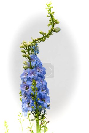 Téléchargez les photos : Forme particulière d'alouette à fleurs bleues dans le jardin fleuri, image libérée - en image libre de droit