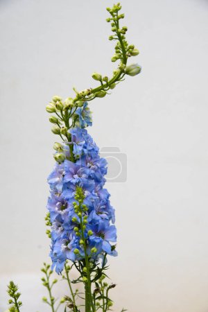 Téléchargez les photos : Delphinium bleu en fleur dans le jardin fleuri - plante ornementale rustique, image libérée - en image libre de droit