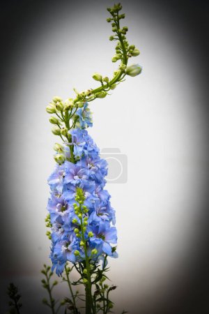 Téléchargez les photos : Fleurs bleues et delphinium ornemental rustique dans le jardin fleuri, image recadrée - en image libre de droit