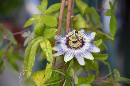 vigorously blooming passion flower - stamens and ovary of the medicinal plant