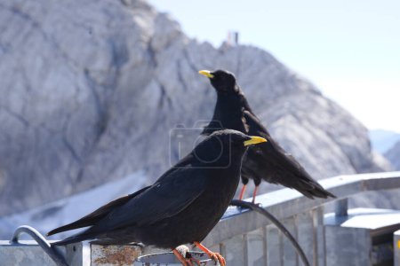 Photo for Alpine chough - black corvid and mountain bird with yellow beak - Royalty Free Image