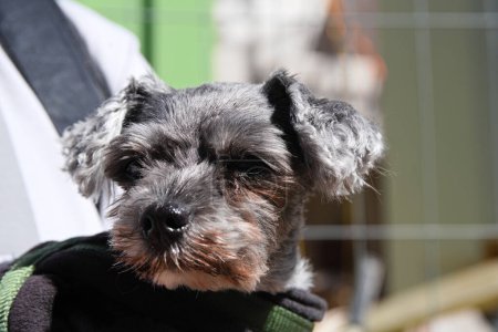 Photo for Terrier carried in dog carrier bag by owner - pet dog with floppy ears - Royalty Free Image
