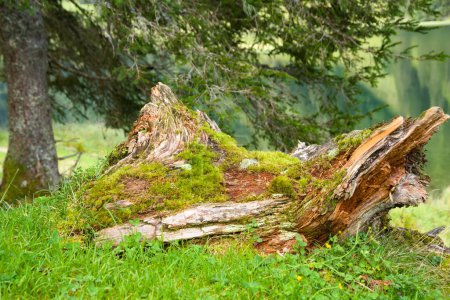 vieux tronc d'arbre pourri recouvert de mousse - bois mort altéré