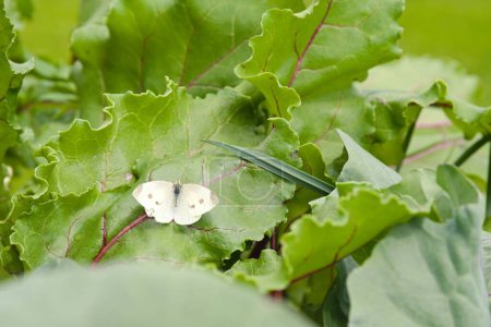 La col de mariposa blanca se sienta sobre una hoja de remolacha en el huerto