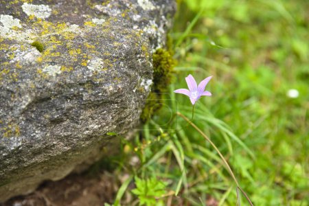 Téléchargez les photos : Des fleurs de prairie à côté d'un énorme rocher - gros plan - en image libre de droit