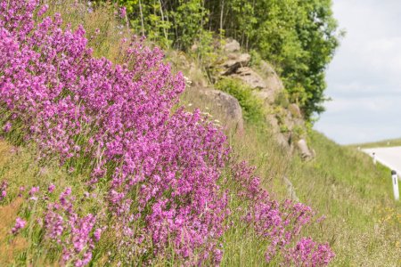 bright pink pitch pinks on a steep slope - ornamental flowers in the meadow