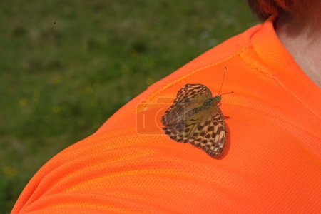 brauner Schmetterling Silberfleck auf der Schulter einer Person - fritillary