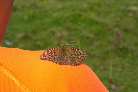 Silberfleck Schmetterling sitzt auf einer Schulter - Schmetterlinge