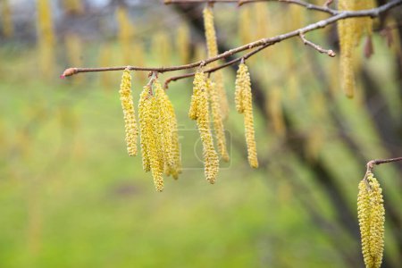 Foto de Arbusto de avellana de floración temprana en primavera como una carga para las personas alérgicas al polen - Imagen libre de derechos