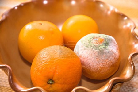 Moldy orange in a fruit bowl among other oranges, spoiled food