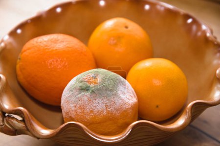 moldy and spoiled orange in fruit bowl - food citrus fruit