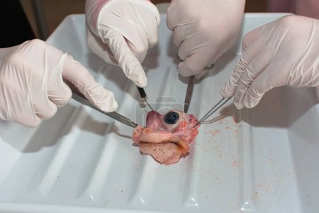 Dissecting a cow's eye - examining the eyeball in more detail in pathology with a scalpel and scissors