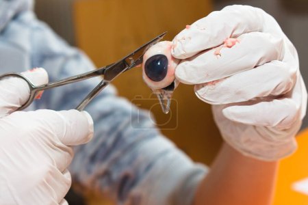 Dissecting a cow's eye - cutting open the eyeball with scissors
