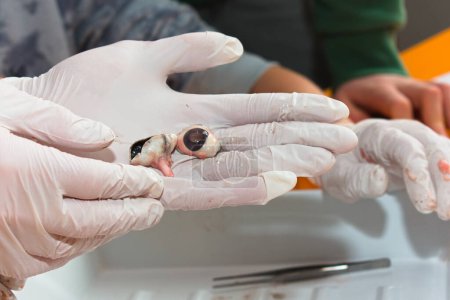 Sezieren eines Kuhauges - Sehnerv und Augapfel deutlich sichtbar, Pathologie