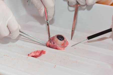 People dissect cow eye with scalpel, tweezers, scissors - eye in pathology