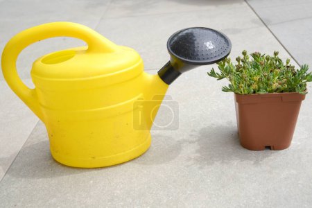 Hardy midnight flower stands next to yellow watering can - hardy plant