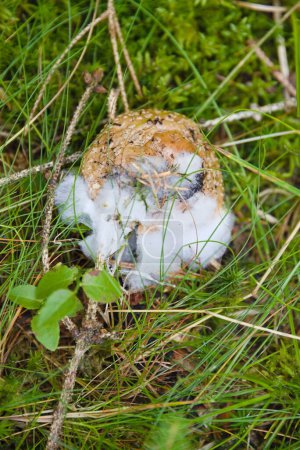 Pilz auf der Wiese mit Schimmel - ungenießbar und Gefahr einer Lebensmittelvergiftung