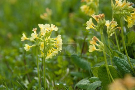 Kuhglocken geschützt - Wolkenkratzer, Wildblume Primula veris in Großaufnahme