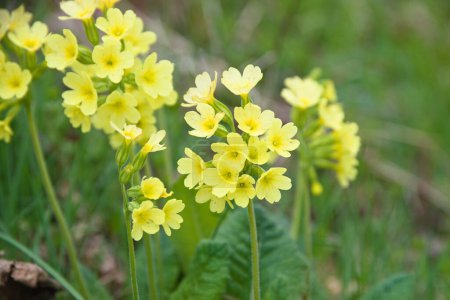 primrose - Real cowslip is protected, Primula veris