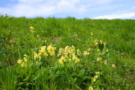 Real cowslip is protected - cowslip on an embankment, Primula veris