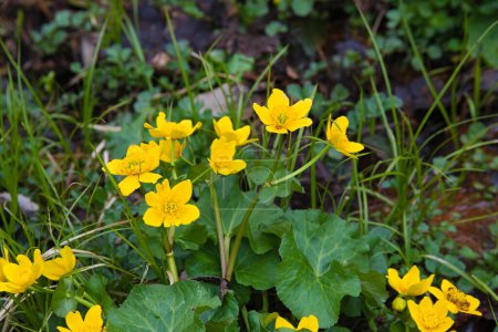 Heraldo de la caléndula del pantano de primavera - caléndula amarilla brillante en el pantano