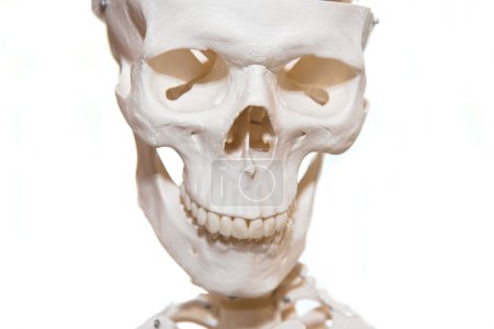 Téléchargez les photos : Tête du squelette - gros plan osseux, modèle squelettique, isolé - en image libre de droit