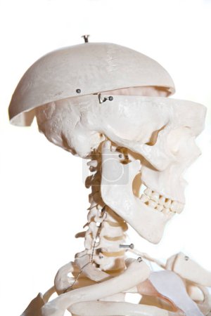 Skeleton - bones of head in side view, isolated and copy space