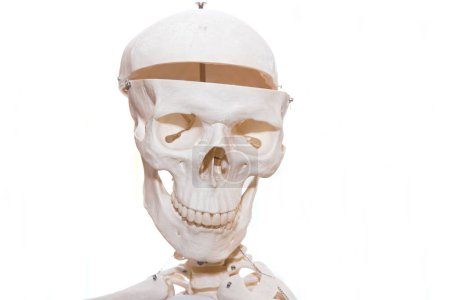 Téléchargez les photos : Os d'un crâne - squelette isolé et espace de copie - en image libre de droit