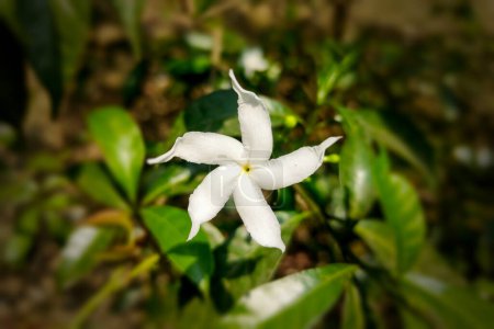 Photo for Crape Jasmine, East India Rosebay Flower White - Royalty Free Image