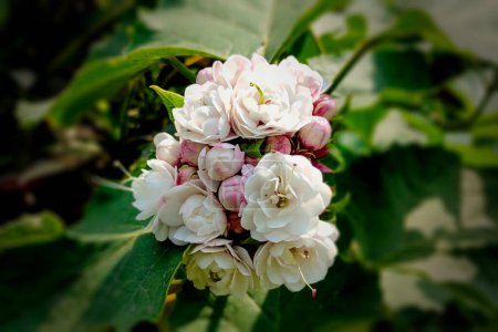 Photo for Honolulu Rose Flower on Blur Background - Royalty Free Image