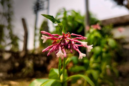 Téléchargez les photos : Viburnum Farreri Fleur sur fond flou - en image libre de droit