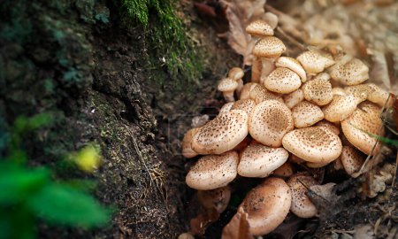 Un grupo de setas comestibles que crecen en un tocón en el bosque de otoño. Setas melíferas.