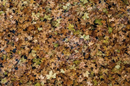 Photo for Carpet of leaves floating on the surface of the river water. Tones of autumn colours, variety of colours for seasonal backgrounds. - Royalty Free Image