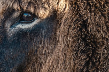 Photo for Close-up of a donkey's head with the eye detail reflecting the surroundings. Brown fur. Horizontal composition with copy space. - Royalty Free Image