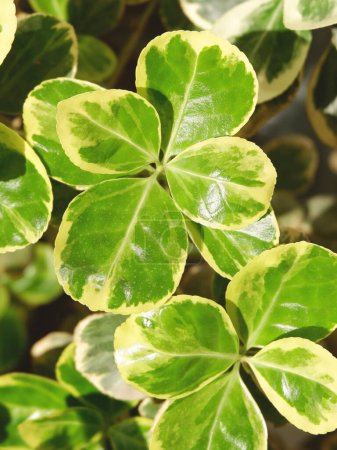 Téléchargez les photos : Euonymus japonicus ou vert euonymus japonais sur fond de plante arbustive jaune. photo verticale. - en image libre de droit