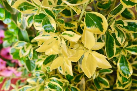 Evergreen plant euonymus japonicus with yellow bloom growing outside in Spain. Vivid greenery for backgrounds. Concept of landscaping and gardening.