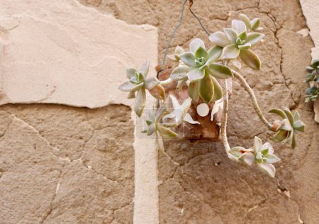 Photo for Mother-Of-Pearl plant growing in the flower pot against shabby weathered wall in Alghero, Sardinia, Italy. - Royalty Free Image