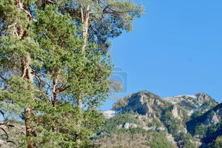 Escoceses vivos pinos contra montañas en días soleados, cordillera de los Pirineos en Canfranc, España.