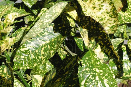 Foto de Verde de laurel manchado (Aucuba japonica), arbusto siempreverde follaje manchado de colores verdes y amarillos Fondos de jardinería. - Imagen libre de derechos
