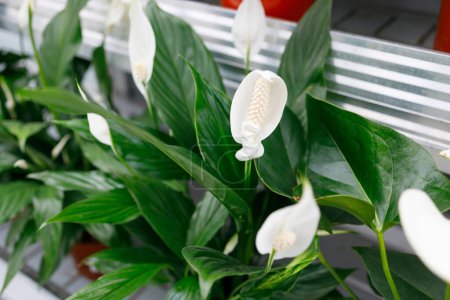 Photo for Spathiphyllum on a shelf in a flower greenhouse - Royalty Free Image
