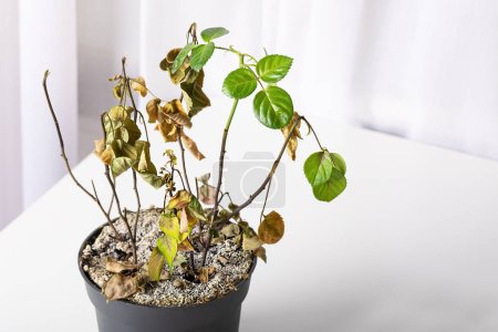 Photo for Green leaves on one living branch of a dry diseased rose flower in a pot. White salt in the soil of a house plant - Royalty Free Image