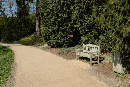 Téléchargez les photos : Banc en bois clair dans le parc de printemps sur les sentiers d'une journée ensoleillée sur fond d'immenses conifères - en image libre de droit