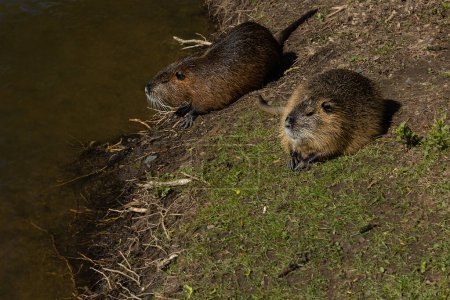 Foto de Dos nutrias (castores del pantano) se sientan en la orilla del río y miran el agua en un día de primavera - Imagen libre de derechos